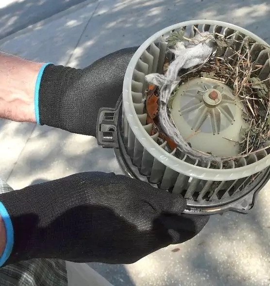 About Air Duct Mice Removal in Roswell, GA